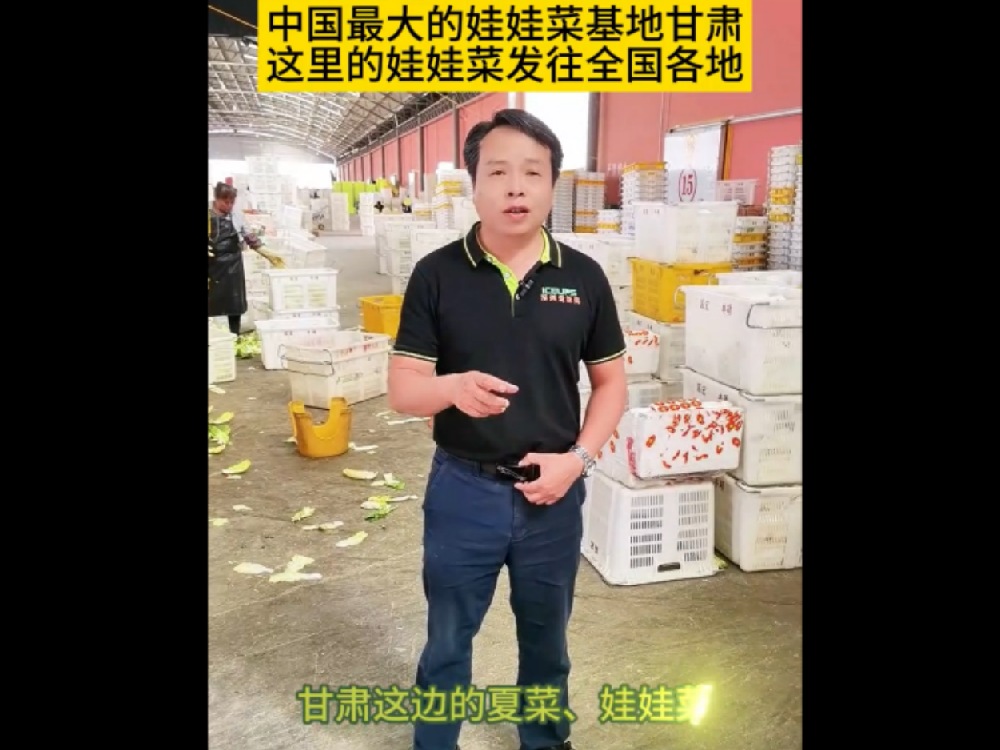 中國最大的娃娃基地甘肅，那里的娃娃菜發(fā)往全國各地