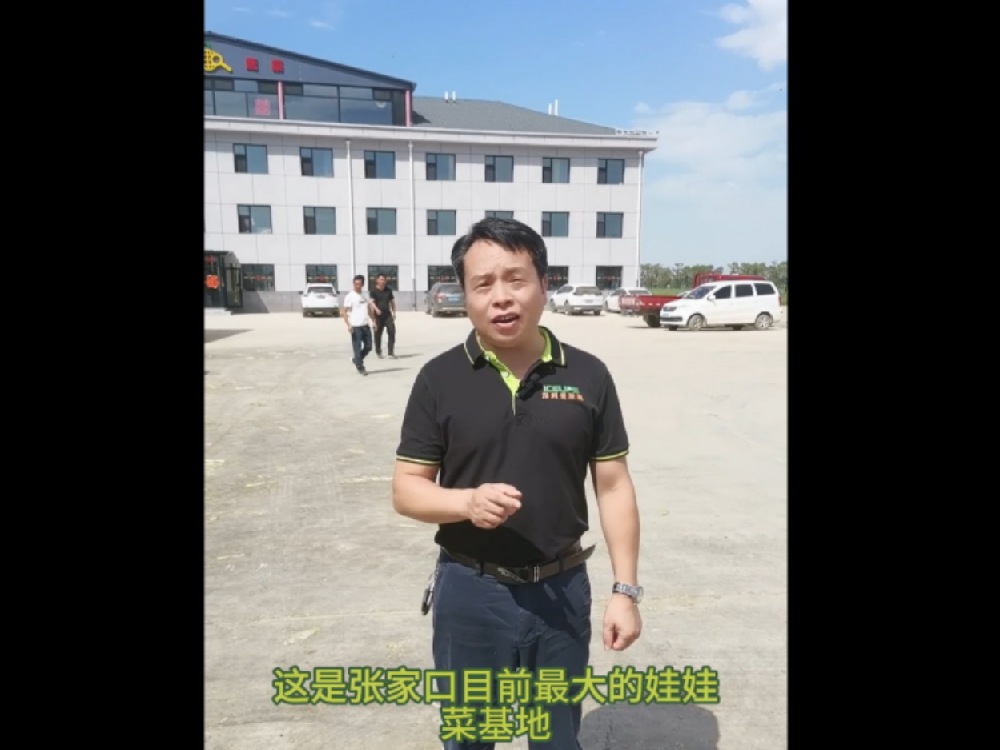 這里是河北省張家口最大的娃娃菜基地，這里的娃娃菜保質(zhì)保量供應(yīng)首都城市經(jīng)濟圈