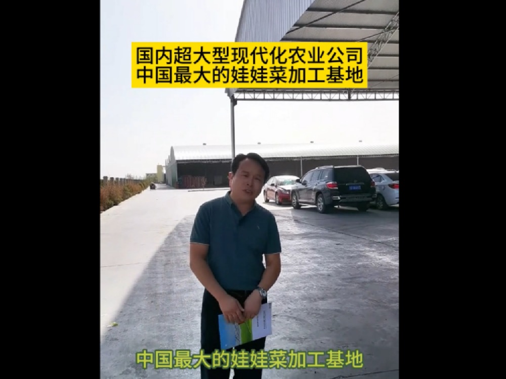 目前為止，國內(nèi)最大的娃娃菜種植加工基地在甘肅武威，這里的娃娃菜發(fā)往全國各地